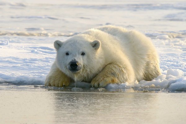 Quels sont les meilleurs spots pour observer les ours polaires en Arctique : conseils et périodes ?